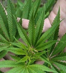 The New York Times aboga por legalizar la marihuana en Estados Unidos