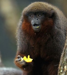 FRANCIA: París inaugura su zoo del siglo XXI