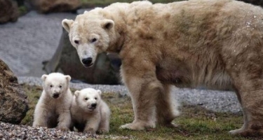 ¿Nos quedaremos sin osos polares?