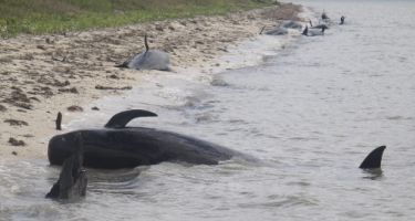 Mueren 10 ballenas y otras 40 están varadas en Florida