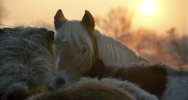 Australia comienza la matanza de 10.000 caballos salvajes
