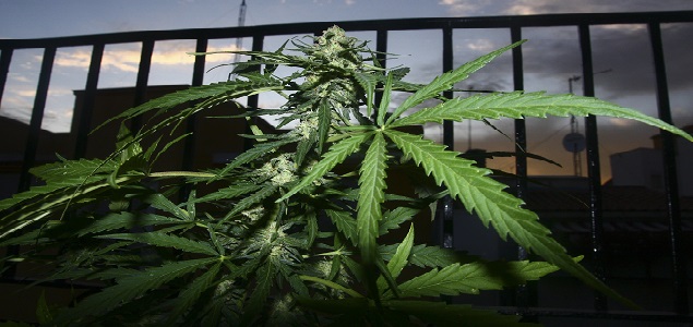 635x300marihuana.jpg -