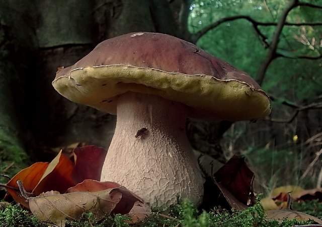 boletus-Hans-Hillewaert.jpg
