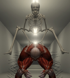 https://luisamariaarias.wordpress.com/cono/tema-1-a-relacion-no-ser-humano/pregunta-5-o-aparato-locomotor/