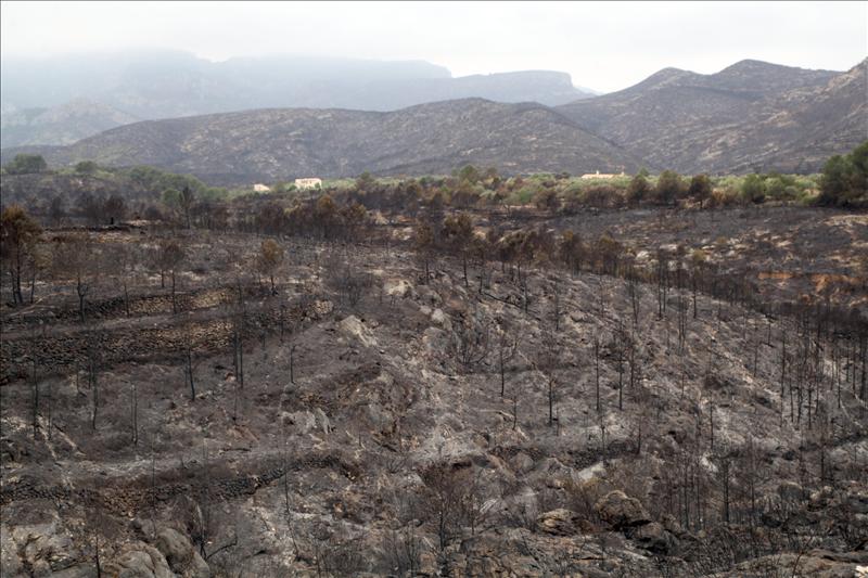 Bosques destruidos Bosques destruidos